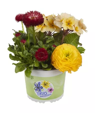 Bellis-Primula-Ranunculus