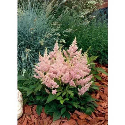 Astilbe Astary Light Pink 405798 B7010071.jpg