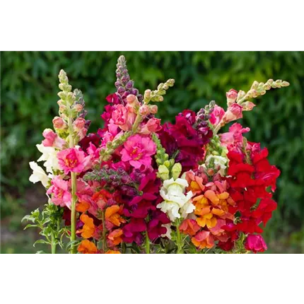 ANT-Hohes Lied-Hohes Lied-403720-18437-1.jpg