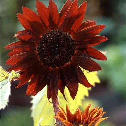 HEL_Claret F1_446990_HE-2113-01_KATALOG.jpg