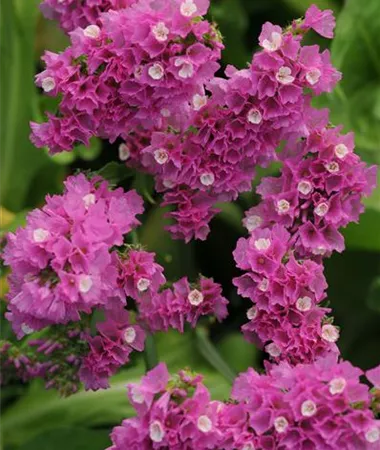 Limonium sinuatum