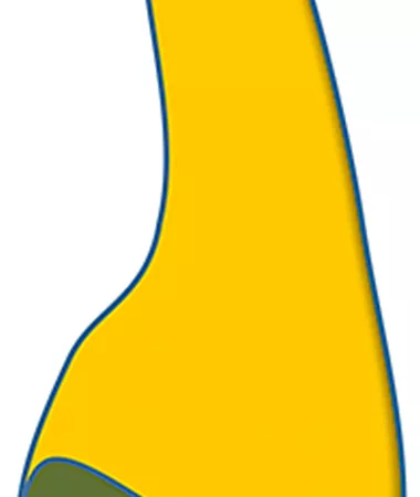 Cucurbita pepo