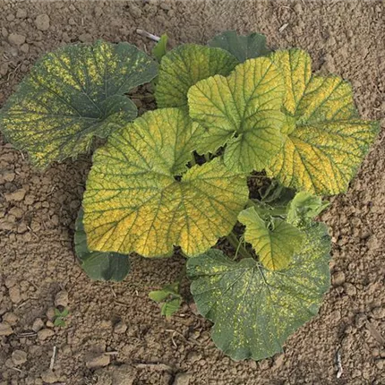 CUC 419695 MissSophiePinkPflanze.jpg