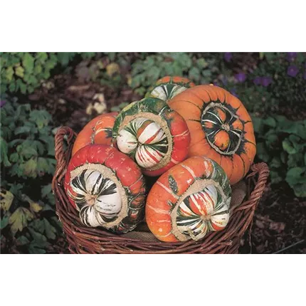 CUC Turban Mix 421460.jpg