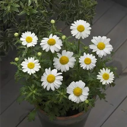 CHR_Snow Land_417500_FCR-127-04.jpg