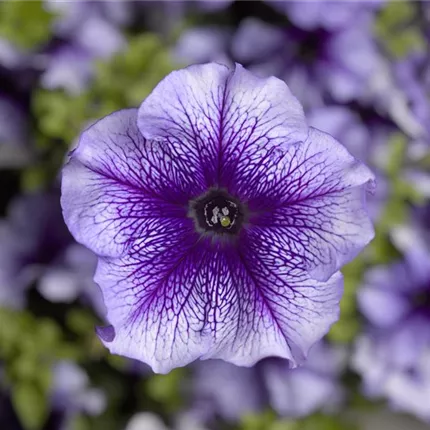 PET_Musica® F1_Blue Vein_465940_32331-70065676.jpg