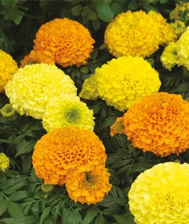 Tagetes x erecta