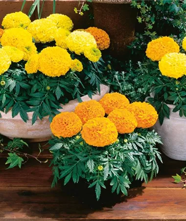 Tagetes x erecta