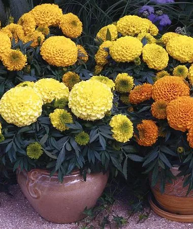 Tagetes x erecta