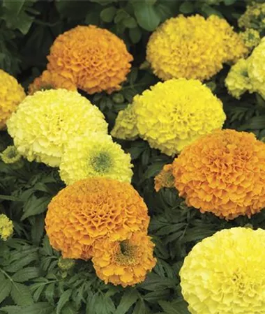 Tagetes x erecta