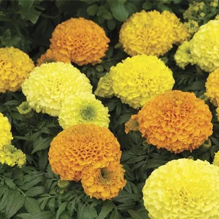 TAG_Antigua F1_Mix_478920_33816-70020845-AntiguaMix_L.jpg