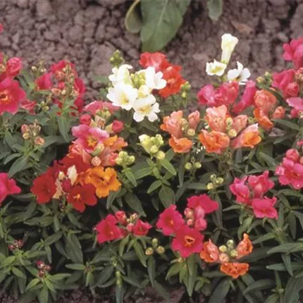 ANT La Bella Mix F1 403550_bearbeitet_KATALOGBILD.jpg