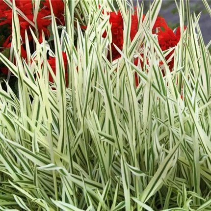 HOL_Variegatus_493280.jpg HOL_Variegatus_493280.jpg