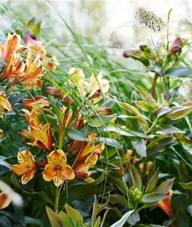 Alstroemeria x hybrida