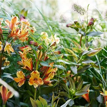 ALS_Summer Paradise®_Summer Breeze_40_402070_ (4)_KATALOGBILD.jpg