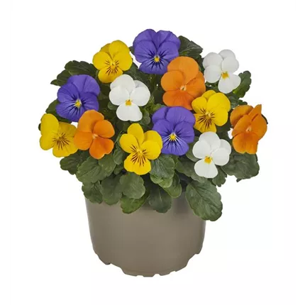 VIO_Exp_9_483415_Clear Colours.jpg