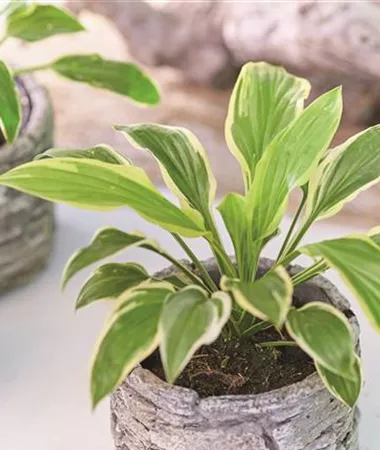 Hosta x hybrida