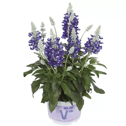 SAL_Farina_BicolorBlue_475305-1 (1).jpg