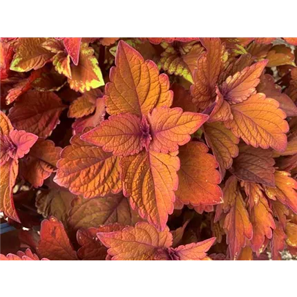 418256 Coleos Copa Copper3.jpg