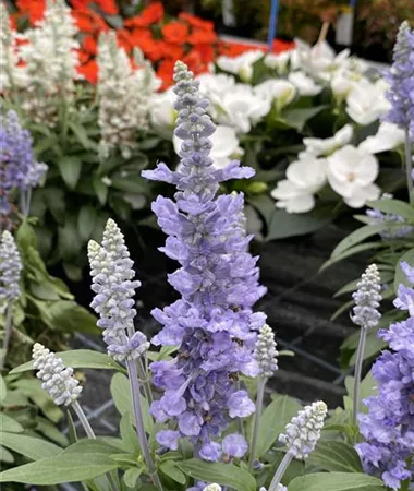 Salvia farinacea