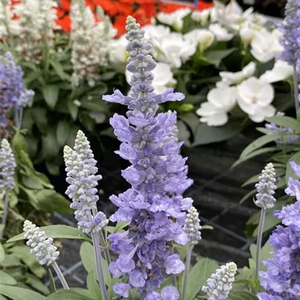 SAL_Farina®_Silver Blue_128_475315_IMG_5461_KATALOGBILD.JPG