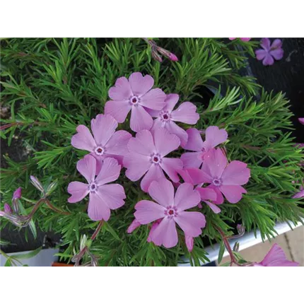 PHL_Mc Daniels Cushion_467615 (3)_KATALOG.jpg