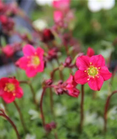 Saxifraga x arendsii
