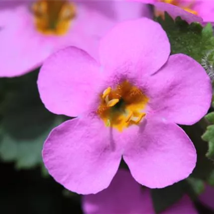 SUT_Baristo® Giga_Rose_180_478615_IMG_0916 (7)_KATALOGBILD.JPG