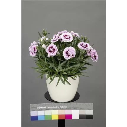 DIA Sweet Pleasure Pin Burgundy Eye_439354_DNT21021-pac-elsner (3).jpg