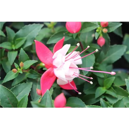 # 361335 Fuchsia Leonita SD Rose White 3289 (2).JPG