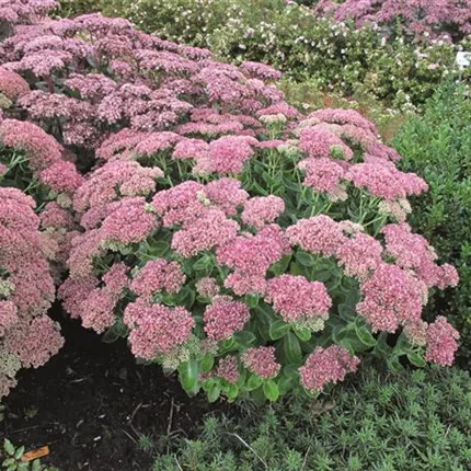 SED Herbstfreude 477280 IMG_1271.jpg