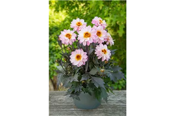 Dahlia x hortensis