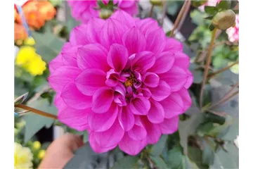 Dahlia x hortensis
