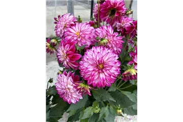 Dahlia x hortensis