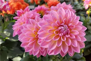 Dahlia x hortensis