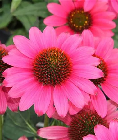Echinacea purpurea