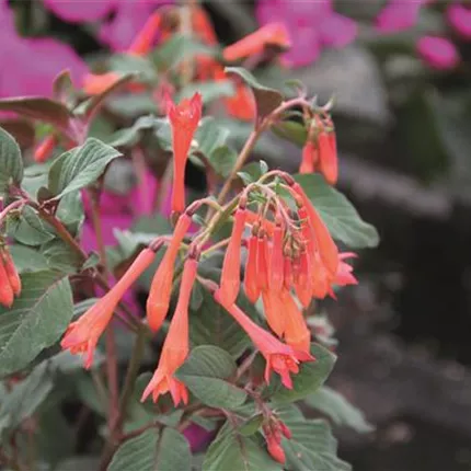 FUC Prof Henkel 443550 IMG_9735.jpg