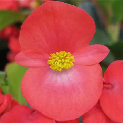 BEG_BigDeluXXeF1_RedwithGreenLeaf_406430.jpg BEG_BigDeluXXeF1_RedwithGreenLeaf_406430.jpg