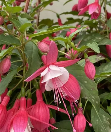 Fuchsia cultivars