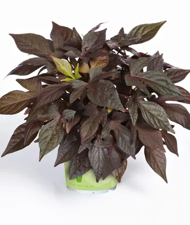 Ipomoea batatas