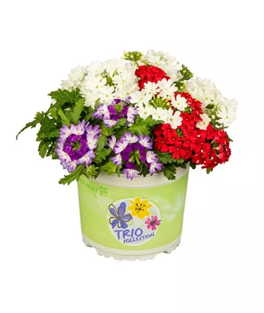 Verbena x peruviana