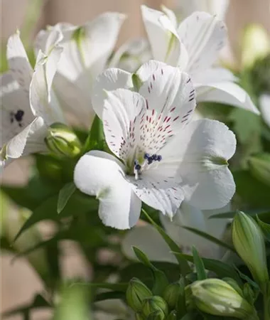 Alstroemeria x hybrida