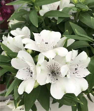 Alstroemeria x hybrida