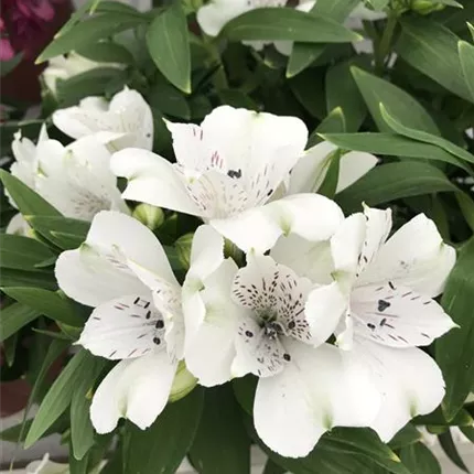 ALS_Inticancha®_Magic White_40_402023_IMG_0550_KATALOGBILD.JPG