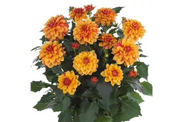 Dahlia x hortensis