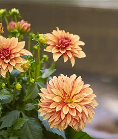 Dahlia x hortensis