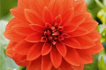 Dahlia x hortensis