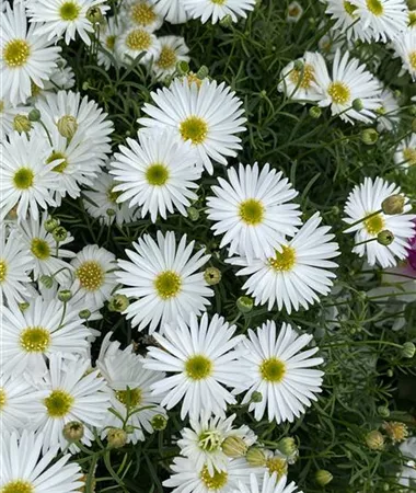 Brachyscome x multifida