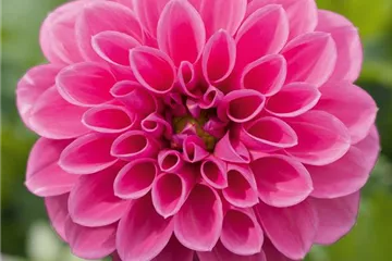 Dahlia x hortensis