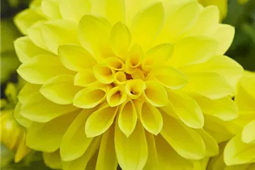 Dahlia x hortensis